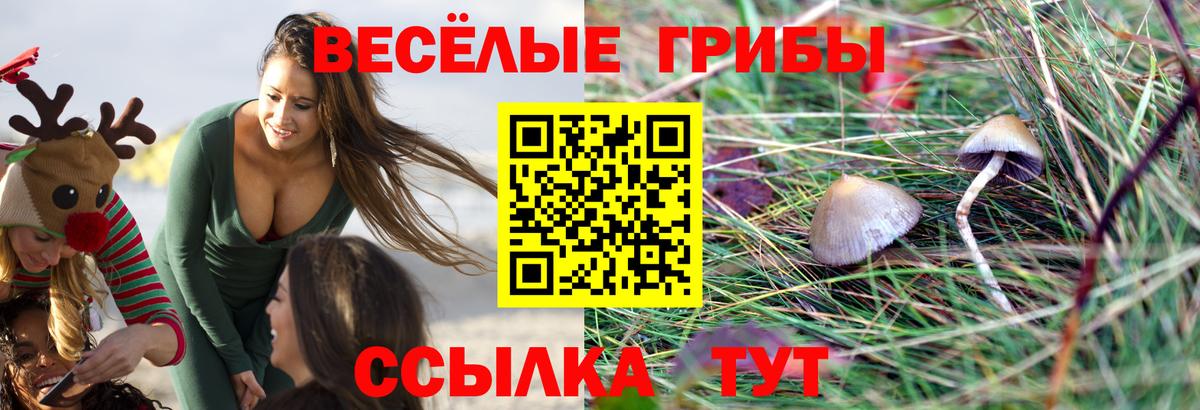 Галлюциногенные грибы Psilocybe Зеленодольск